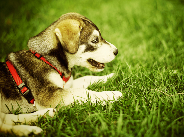 手机版ddos攻击器