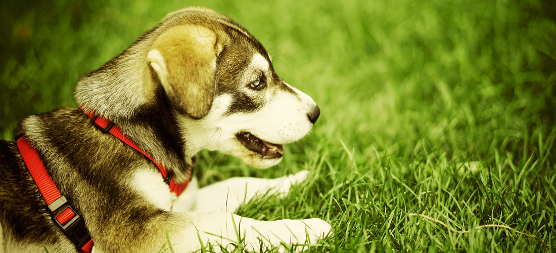 在线DDOS平台攻击