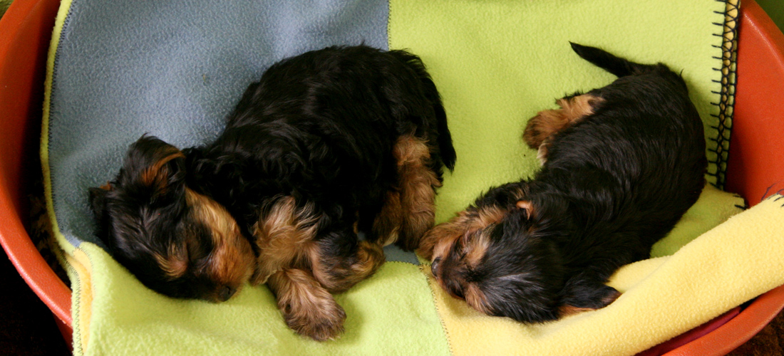 ddos攻击在哪能买到